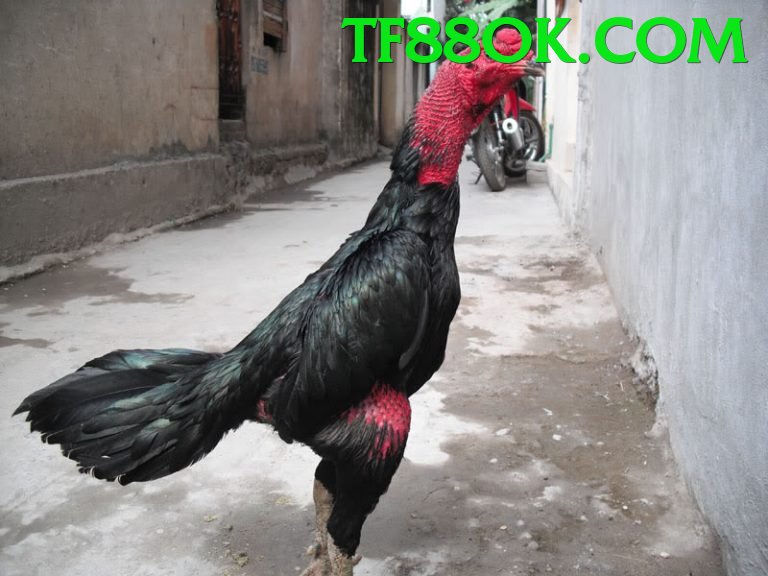 Đá Gà Trực Tiếp - Trải nghiệm tuyệt vời - PvE