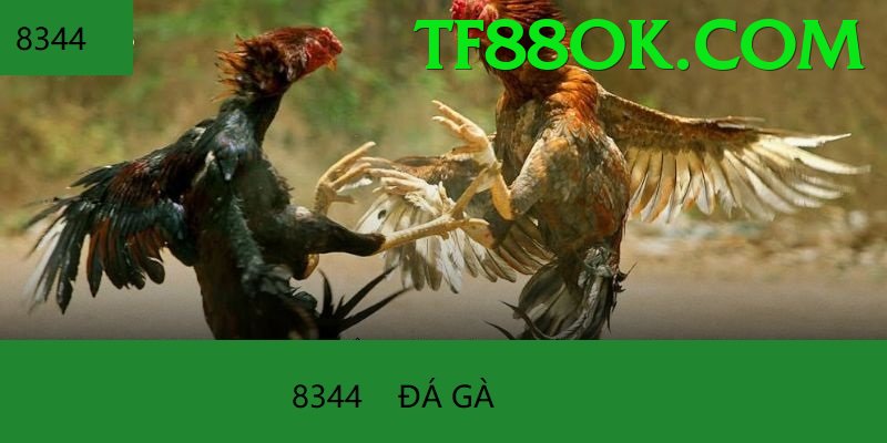 Đá Gà Trực Tiếp - Ưu đãi đặc biệt - Game MOBA